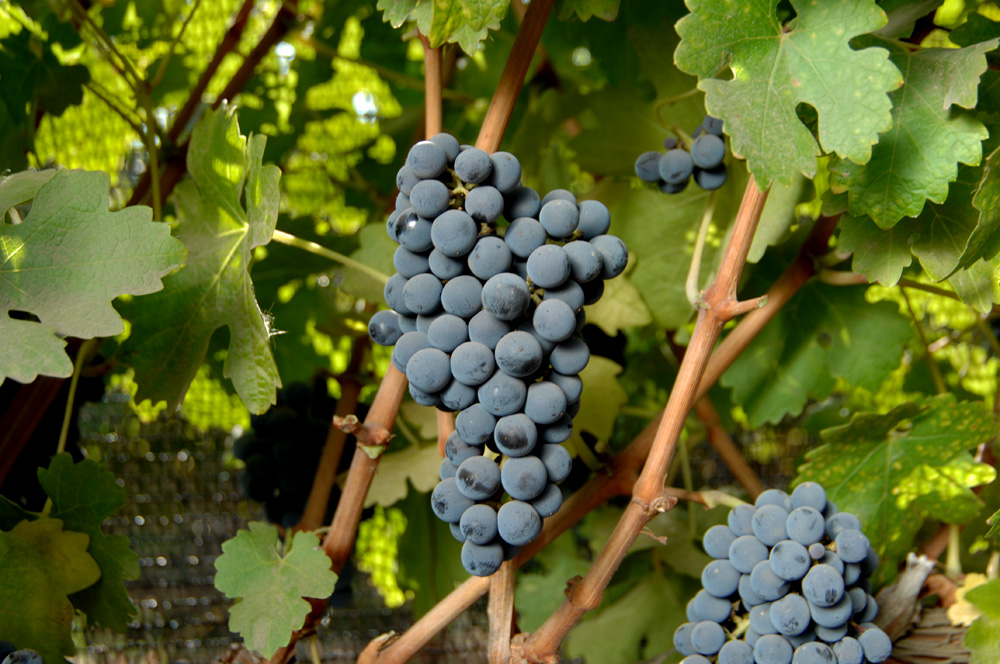 Uva Cabernet Sauvignon