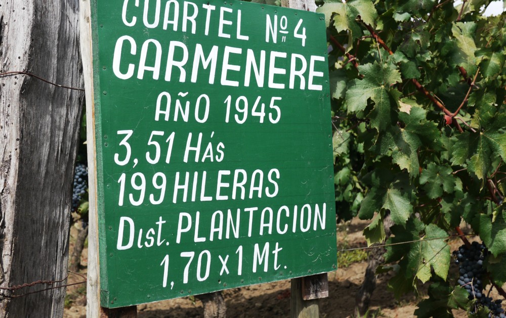 Vinhas Velhas de Carménère