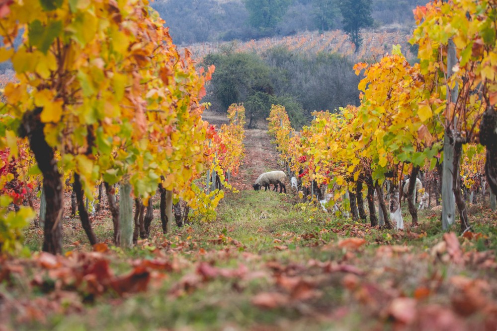 Vinhedo El Olivar