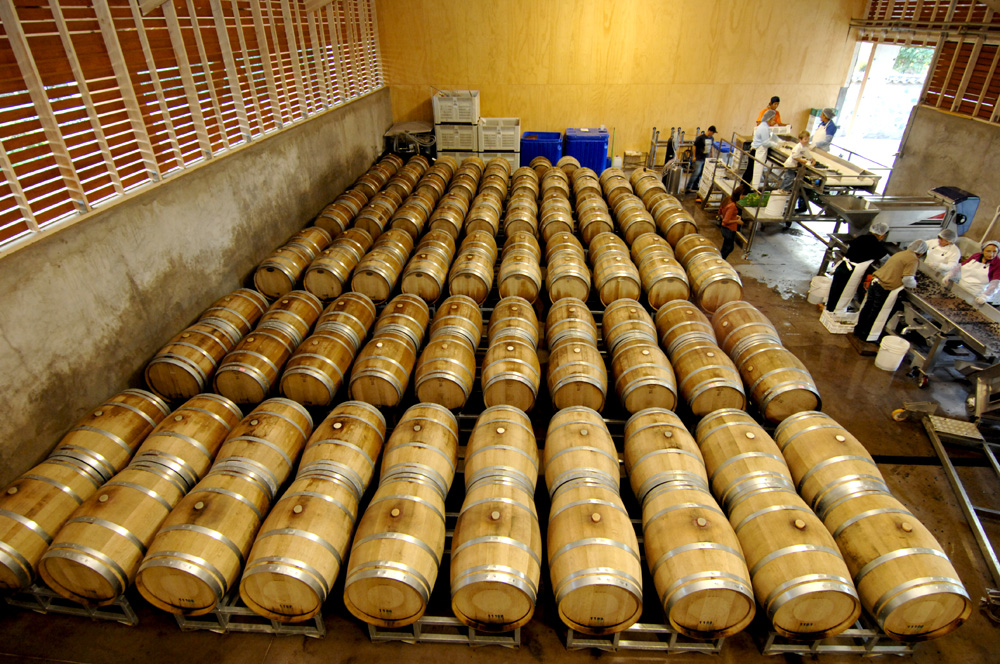 Sala das Barricas Gandolini Wines