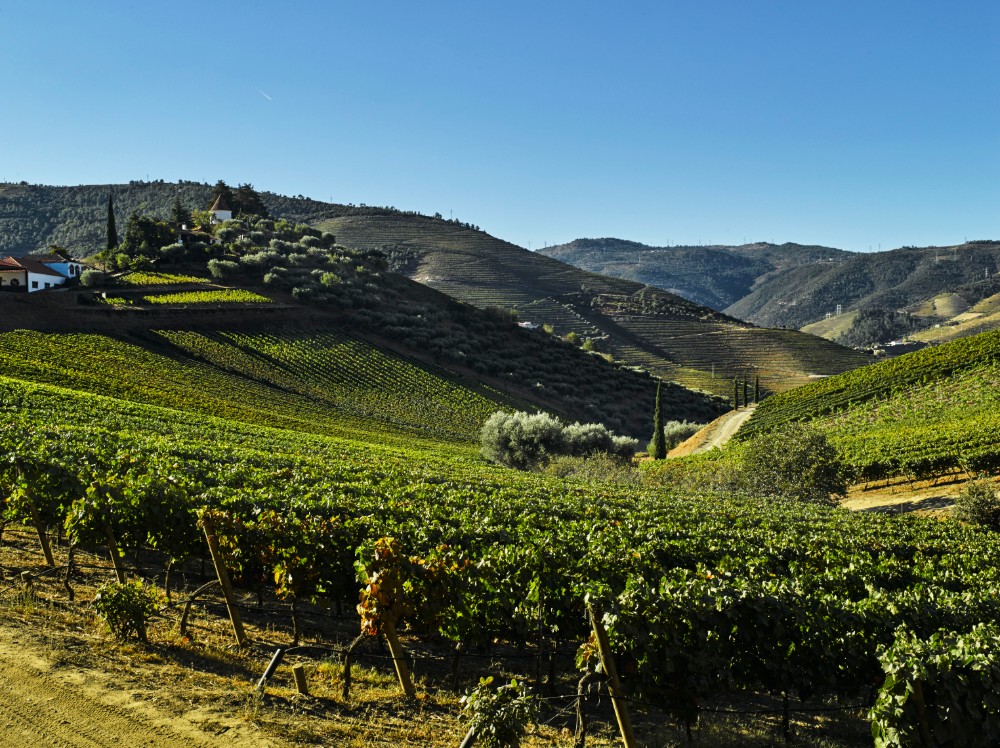 Vinhedos Quinta do Crasto