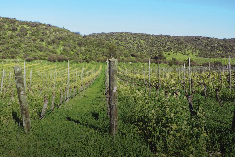 Vinhedos Viña Clos de Luz