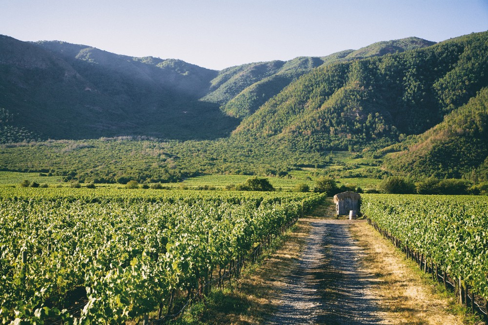 Vinhedos Emiliana Organic Vineyards