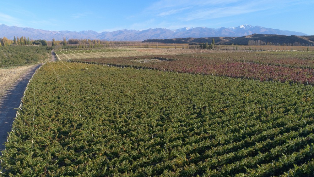 Vinhedos Bodega Lagarde