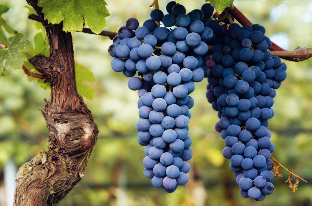 Detalhe de dois cachos da uva Nebbiolo que dá origem aos vinhos Barolo e Barbaresco
