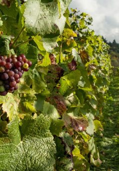 Vinhos Biodinâmicos Vinhos Biodinâmicos
