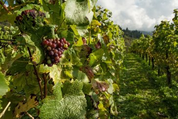 Vinhos Biodinâmicos