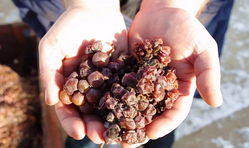 Mãos do produtor abarcam cachos de uva colhidos de forma tardia.