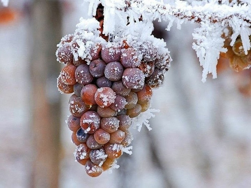 Cacho de uvas ainda no pé e congelados.