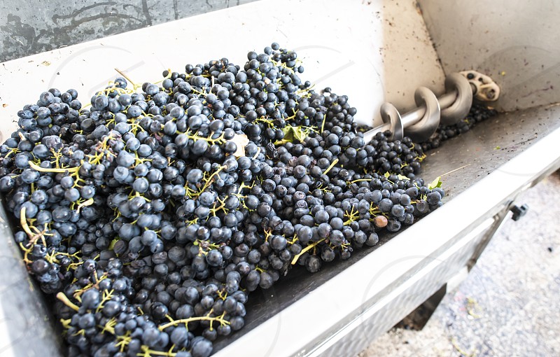 Cachos de uvas em processo de esmagamento em uma máquina