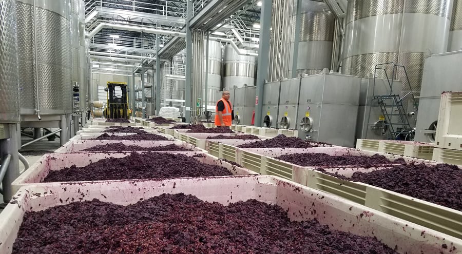 Diversas caixas repletas de uvas em processo de fermentação. Ao lado de barris de metal. No centro um profissional cuidando do processo de fermentação.