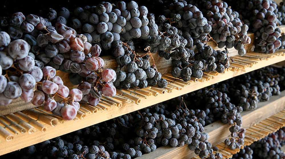 Imagem com diversos cachos de uva em processo de passificação