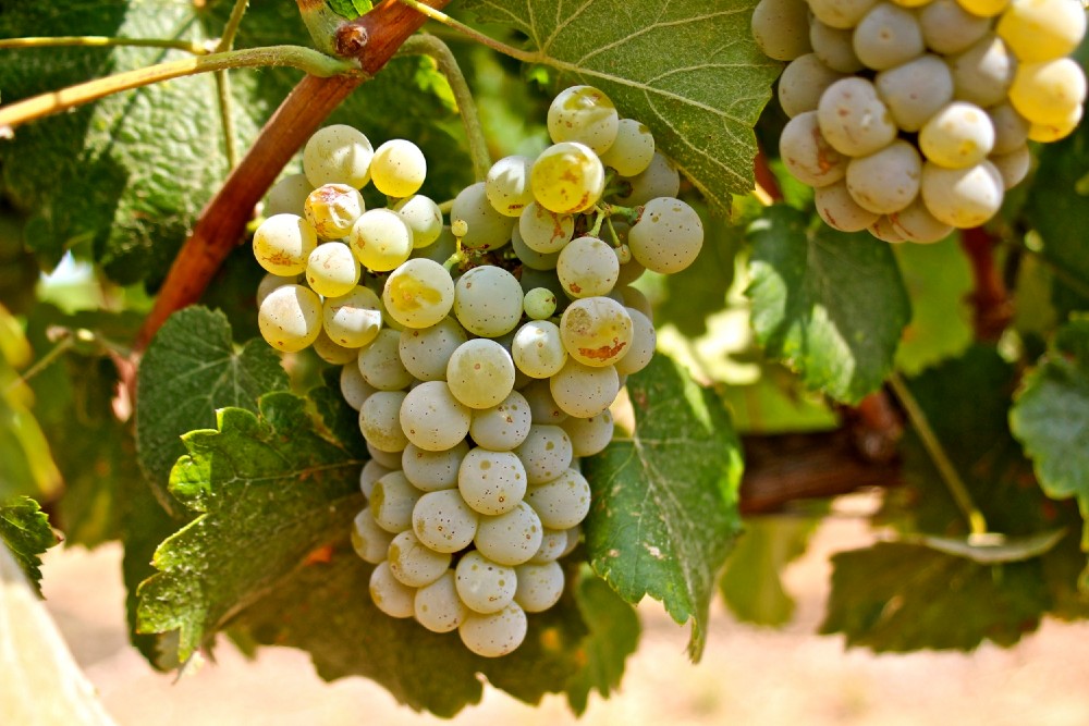 Uva Alvarinho