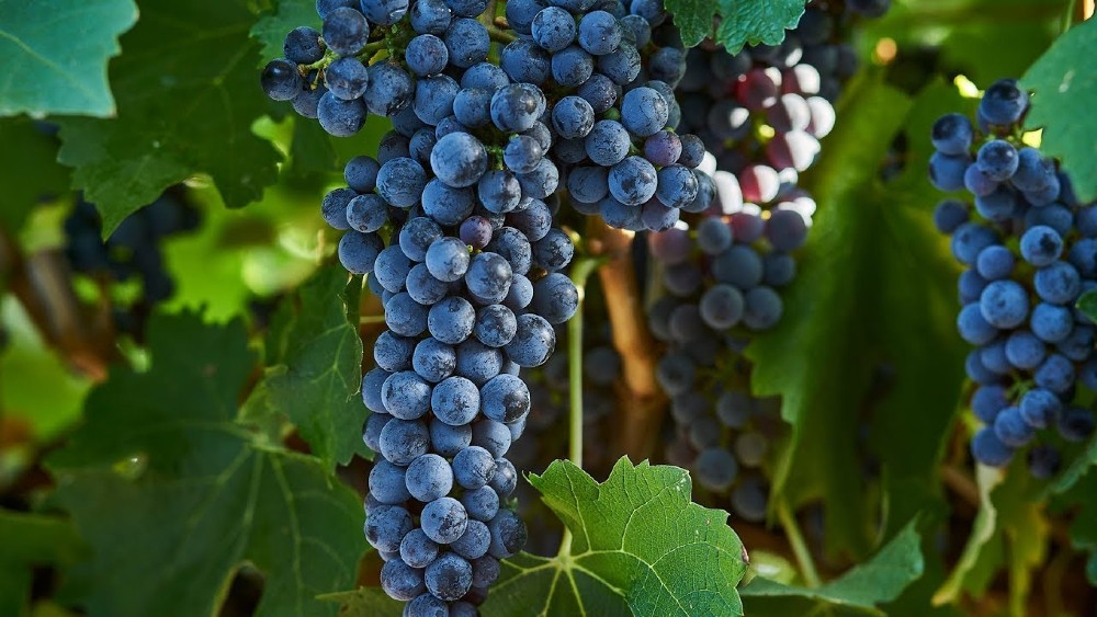 Uva Cabernet Sauvignon