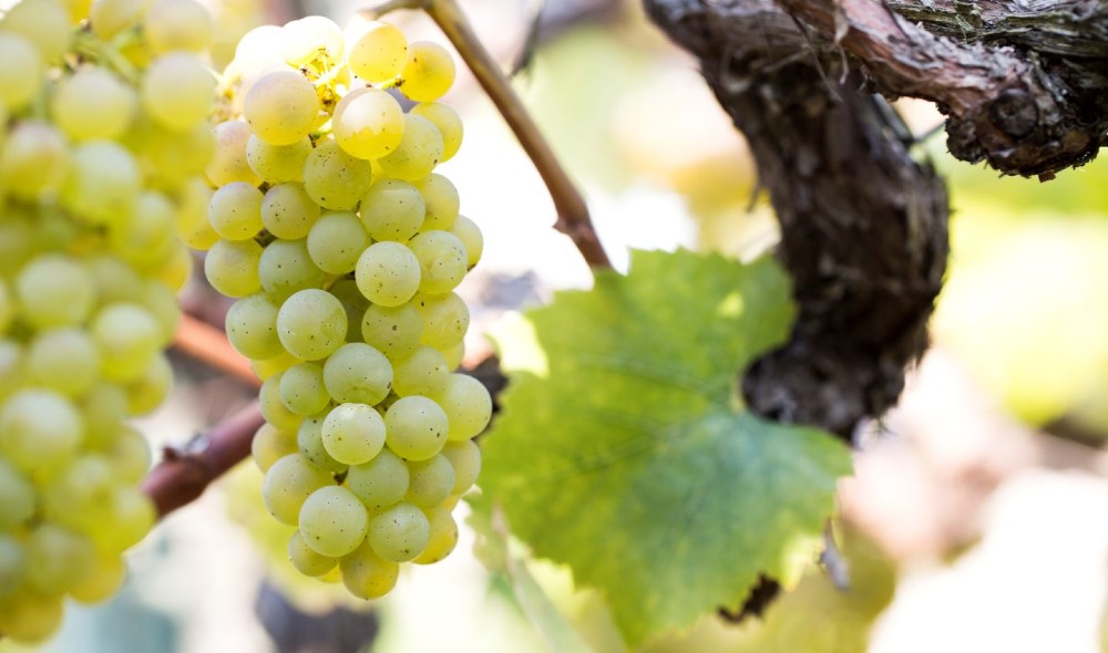 Uva Chardonnay