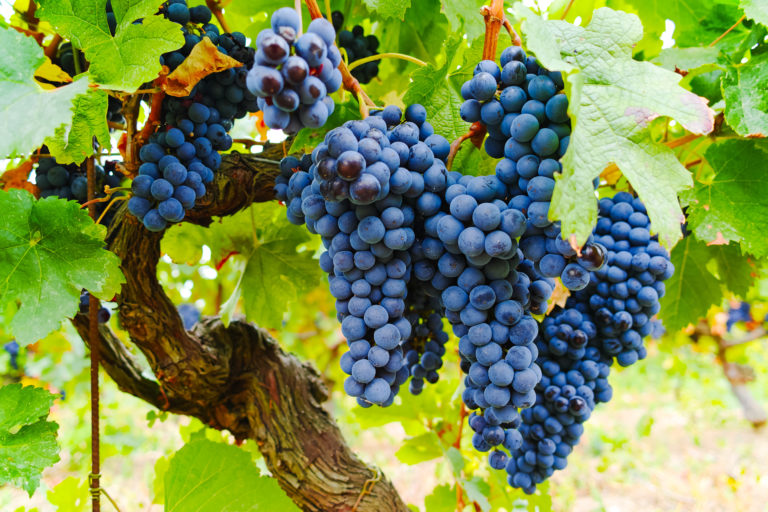 Uva Grenache