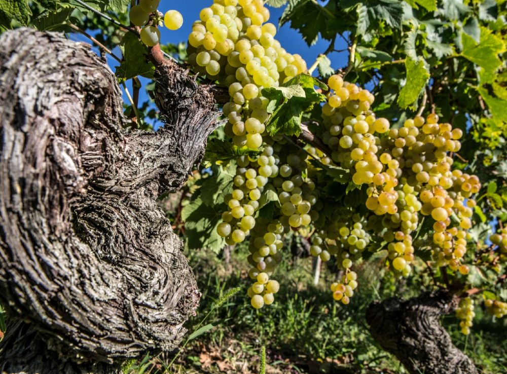 Uva Moscato Bianco Di Canelli