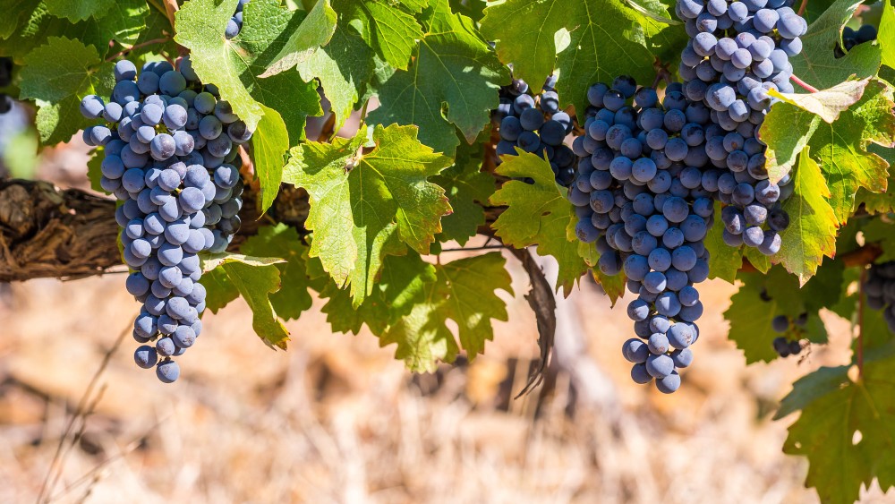 Imagem com cachos de Pinotage prontos para colheita