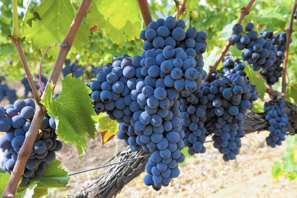 Uva Sangiovese