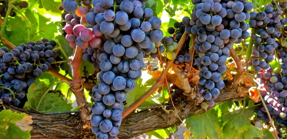 Uva Tempranillo