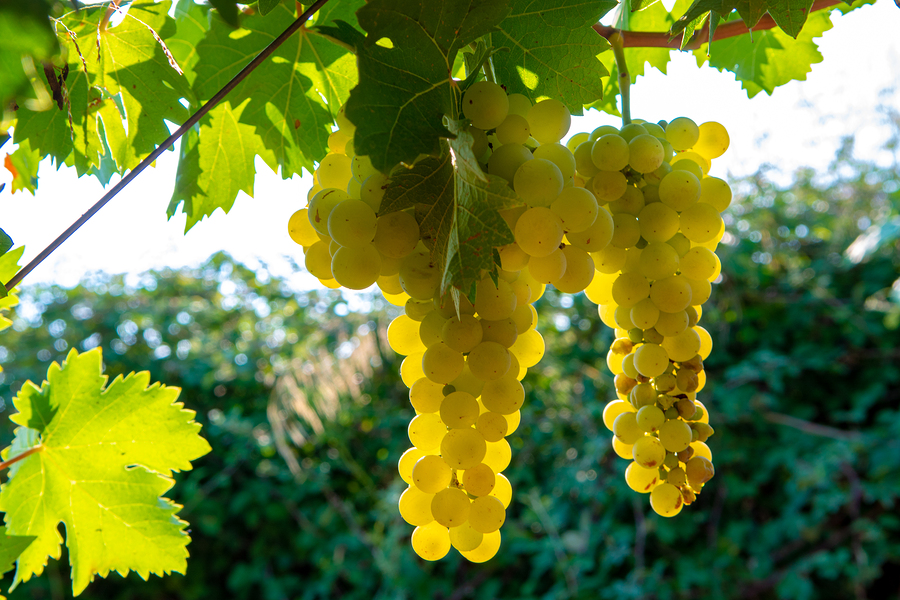 Cachos de uvas brancas em uma imagem retirada contra o sol, dando brilho e destaque.