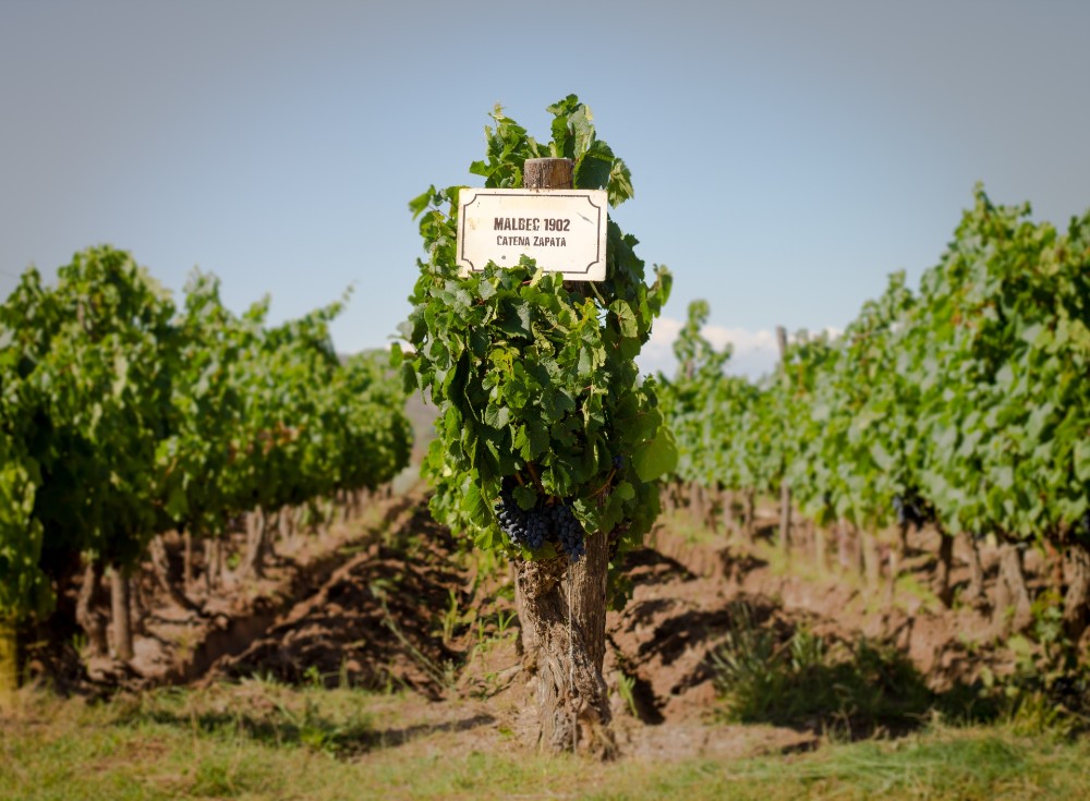 Vinhas de Malbec nos Vinhedos Angelica