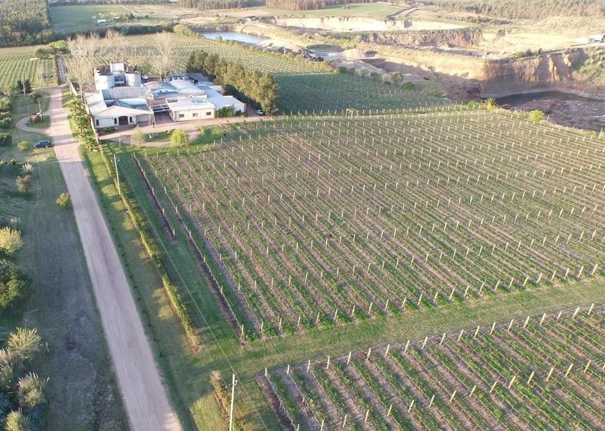 Vinhedos Antigua Bodega Stagnari