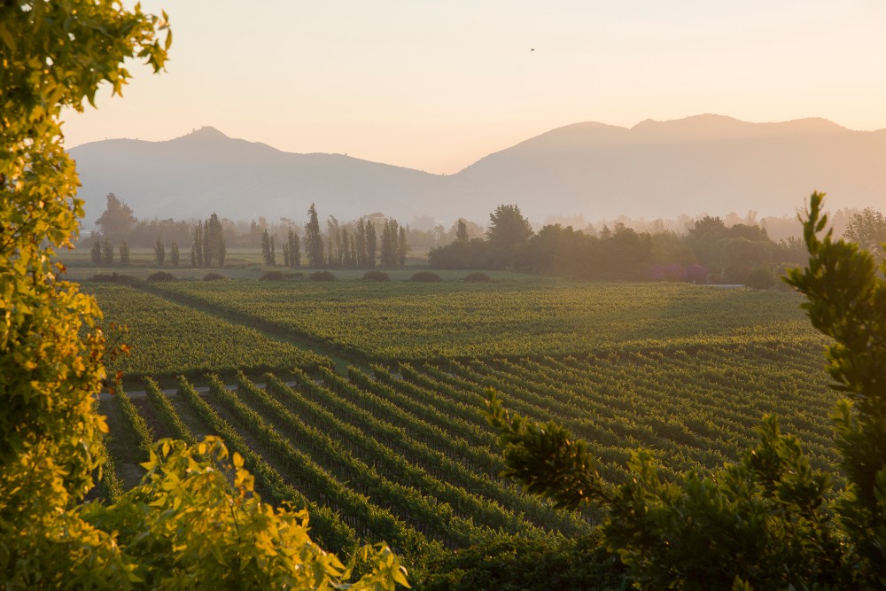 Vinhedos Odfjell Vineyards