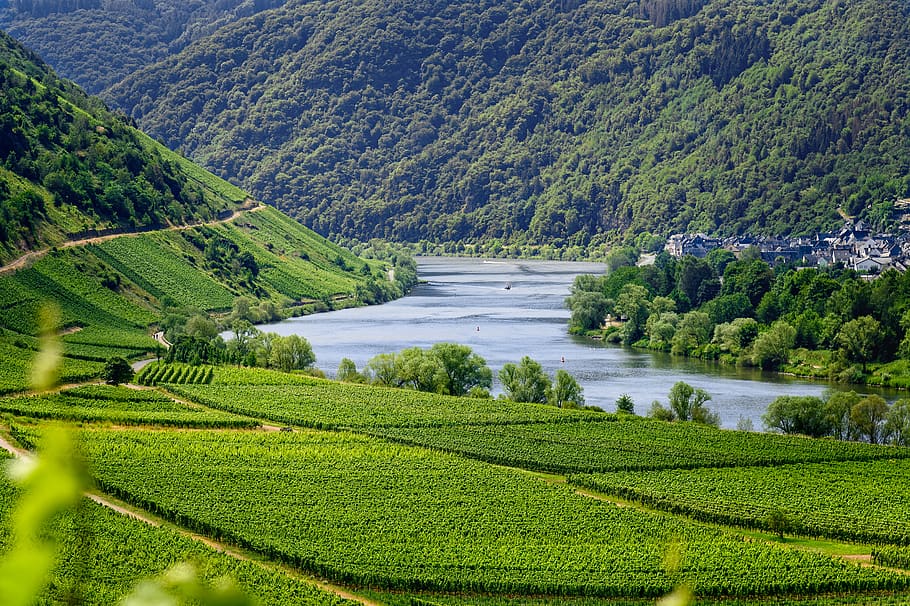 Vinhedos na Alemanha. Imagem com longo fundo e um lago que acompanha todos os vinhedos.