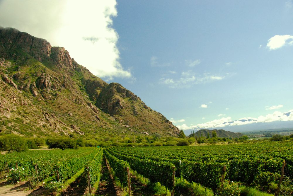 Vinhedos ao pé das montanhas na Argentina.