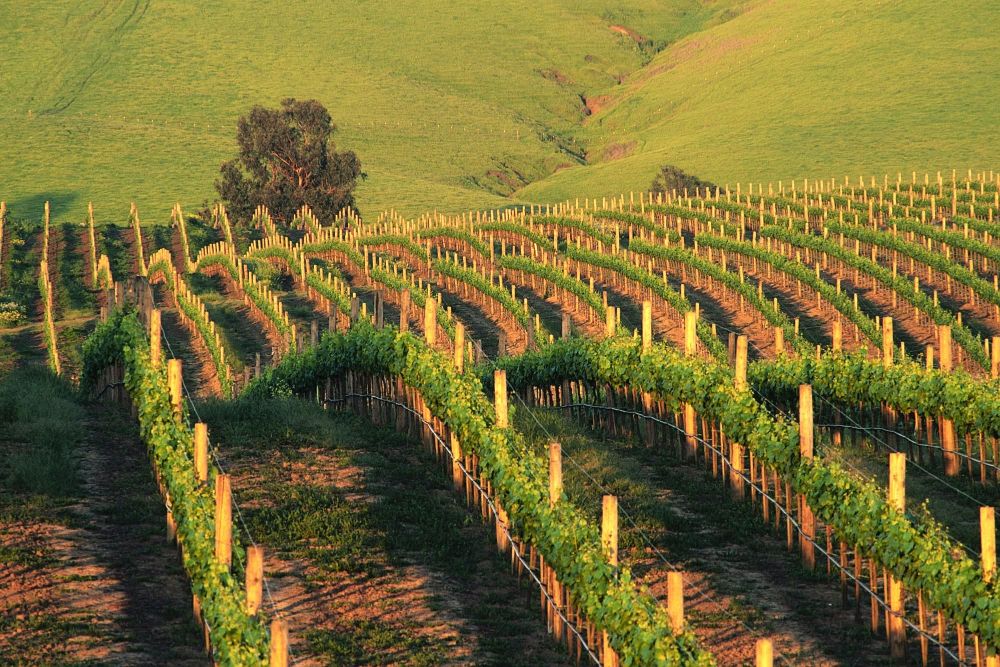 Vinhedos em Napa Valley.