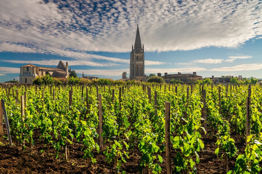 Vinhedos em início de cultivo na França.