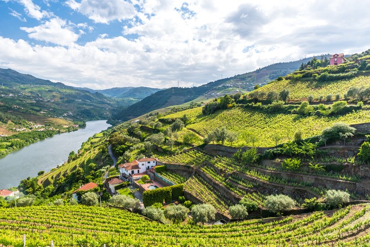 Vinhedos nas colinas de Portugal