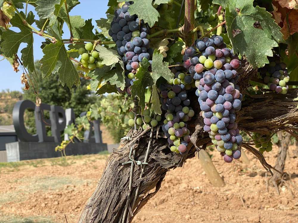 Uva Tempranillo