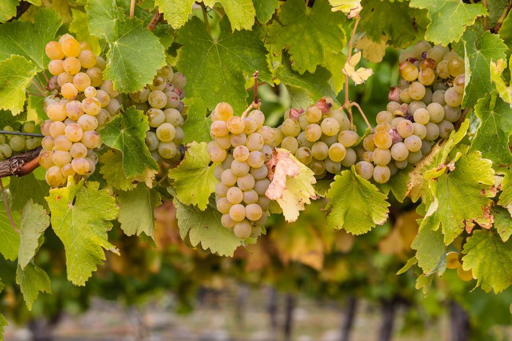 Uva Chardonnay