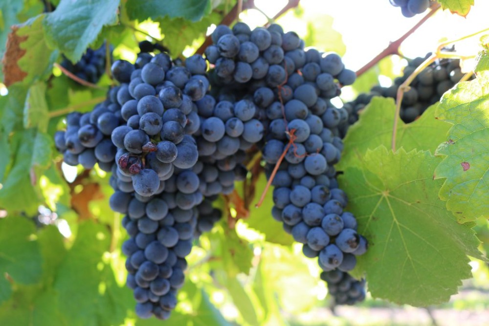 Tannat é uma das Uvas com Mais Taninos