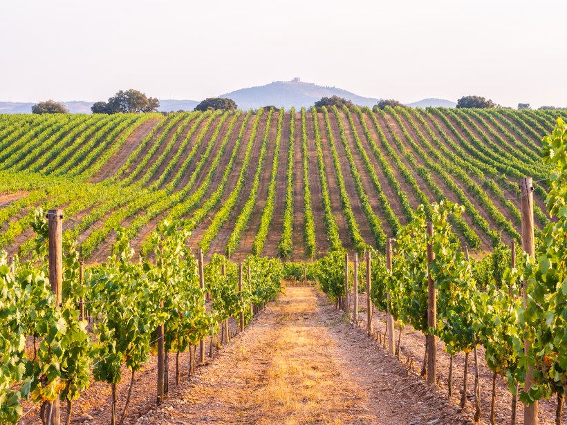 Vinhedos no Alentejo