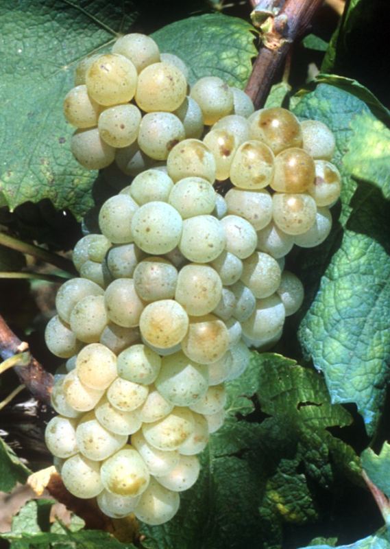 Uva Melon de Bourgogne