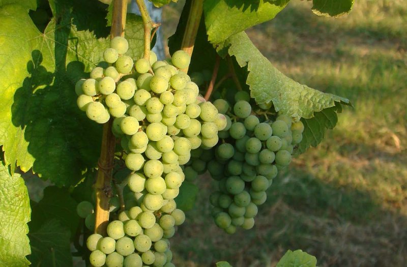 Imagem de cacho da uva Arinto, uma das principais castas portuguesas