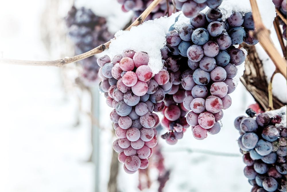 Icewine