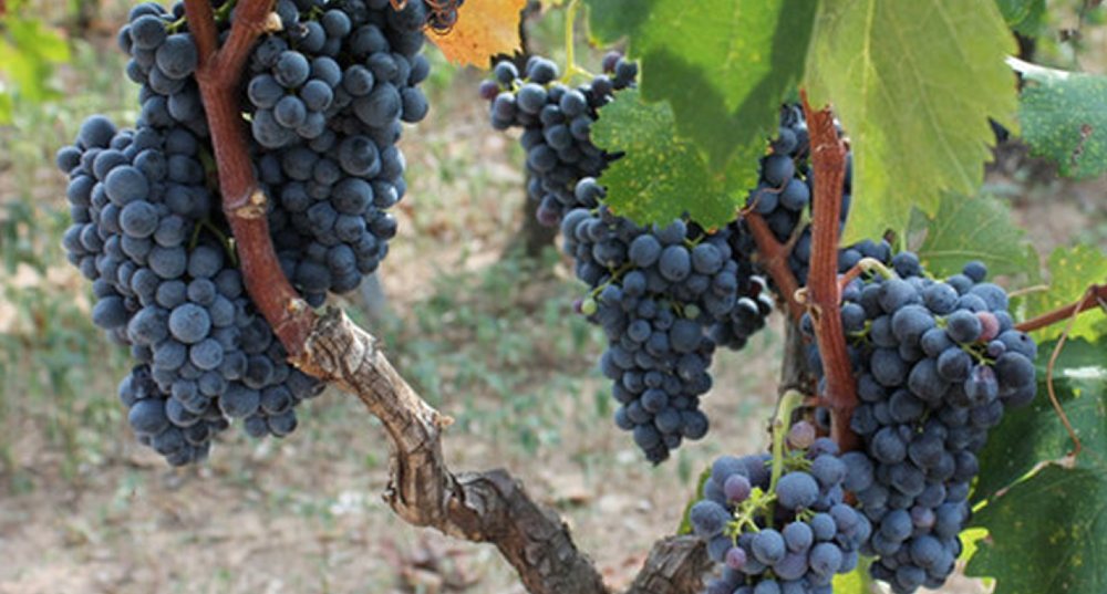 Malvasia Nera