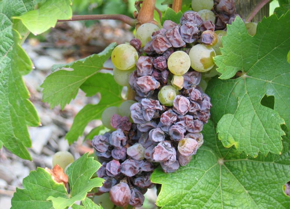 Uvas Botritizadas