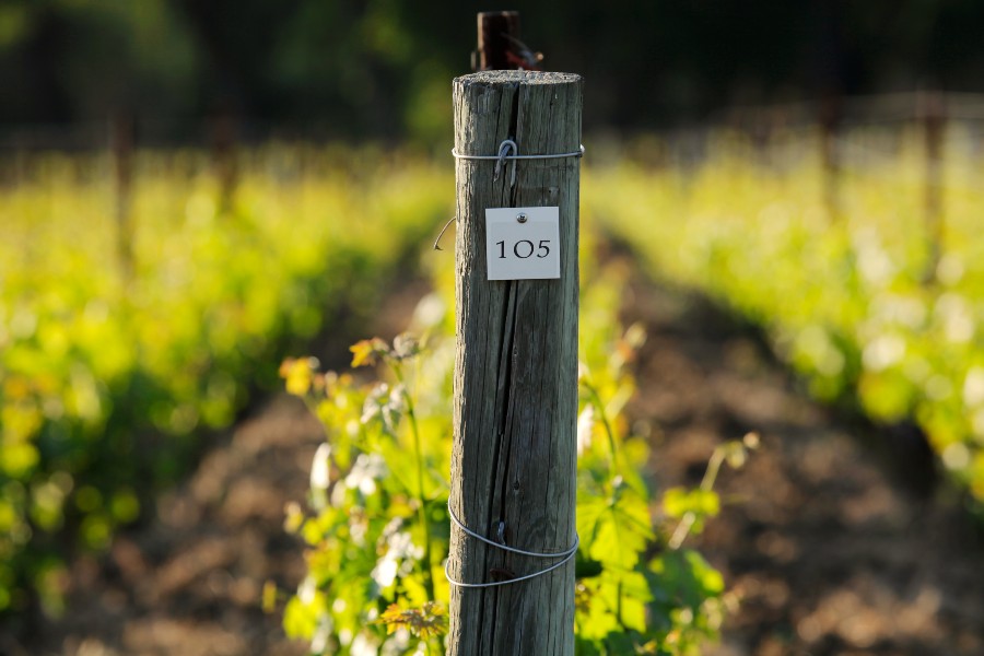 Vinhedos Opus One Winery