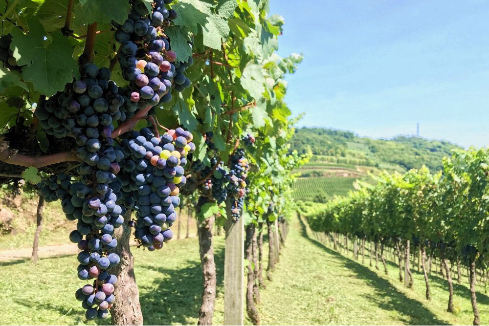 Cuantas uvas hay en un kilo