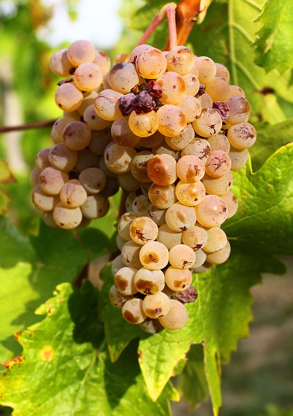 Riesling Itálica
